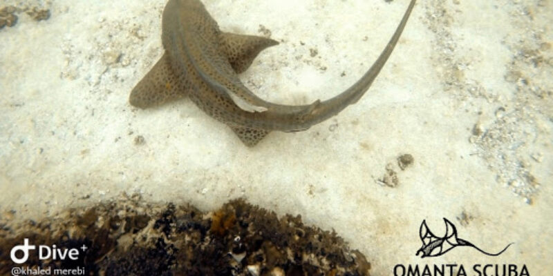 Omanta Scuba Diving Academy