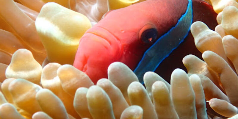 Yapak Dive Academy