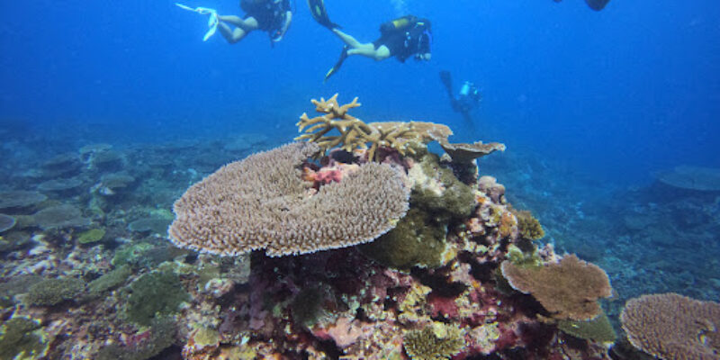 Dive Savaii