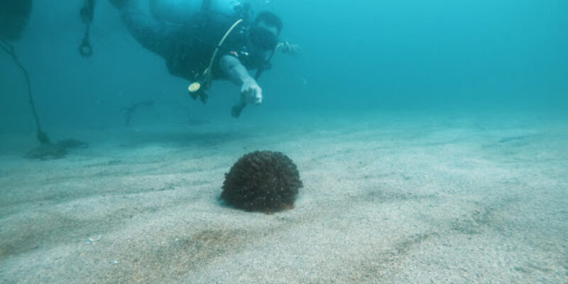 Goa Diving Private (Limited)