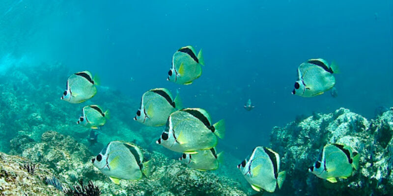 Acapulco Scuba Center