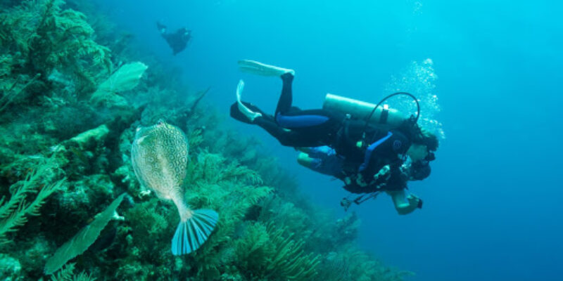 Aquanauts S.A. de C.V.