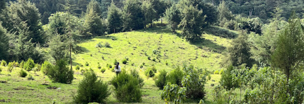 The Forest