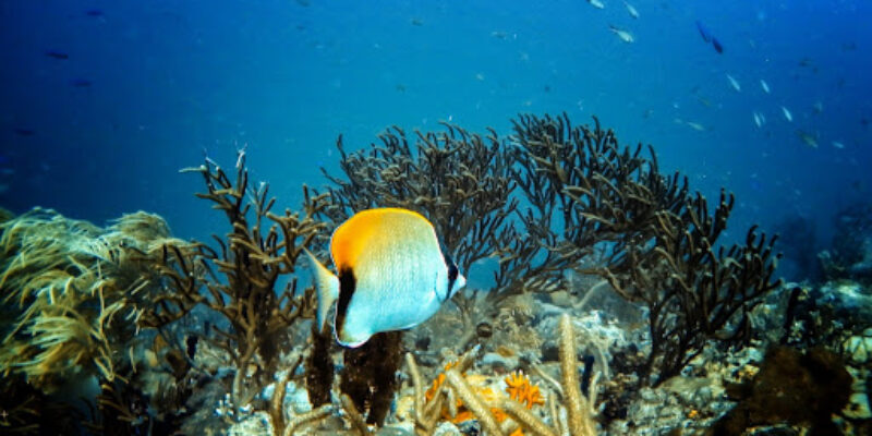 Scubatech Ltd.