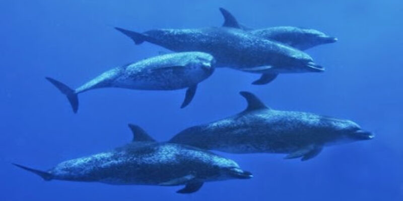 Aquatic Safaris