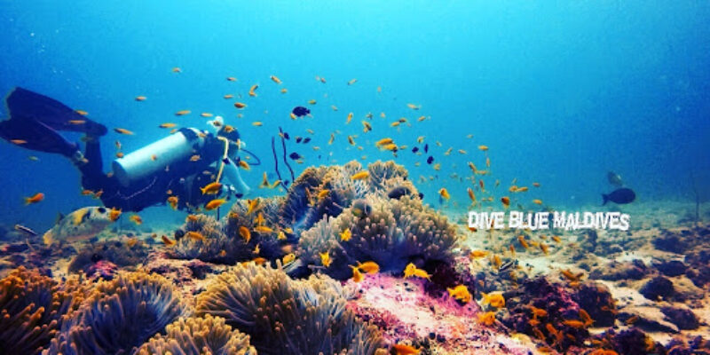 Dive Blue Maldives