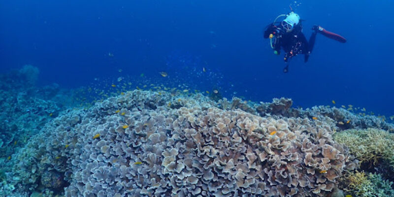 Alona Divers