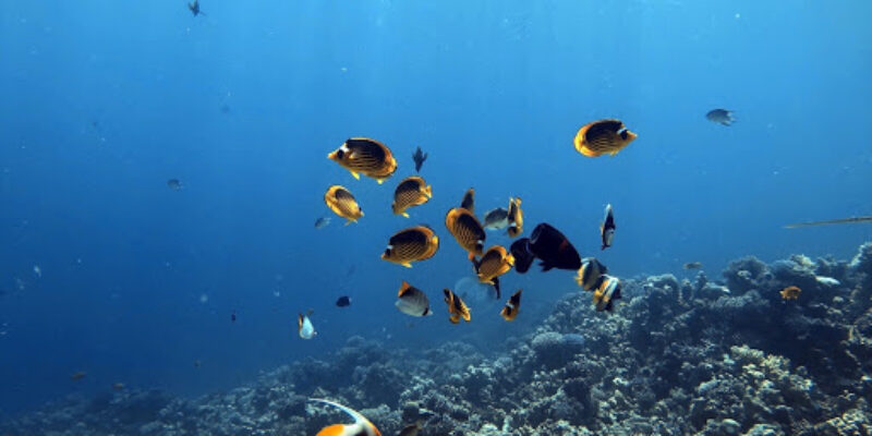 Planet Diving