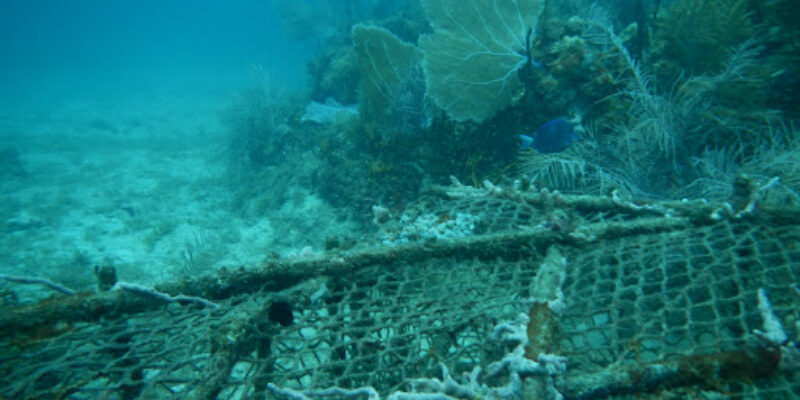 Scuba Safaris, Ltd.