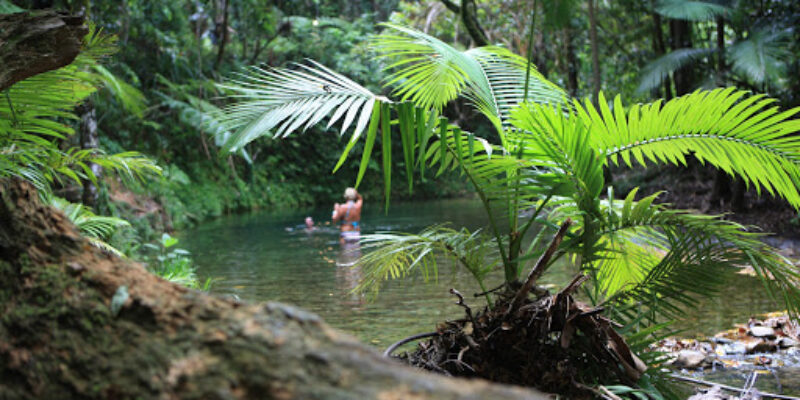 Experience Daintree