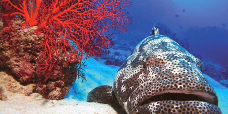 Poseidon Outer Reef Cruises