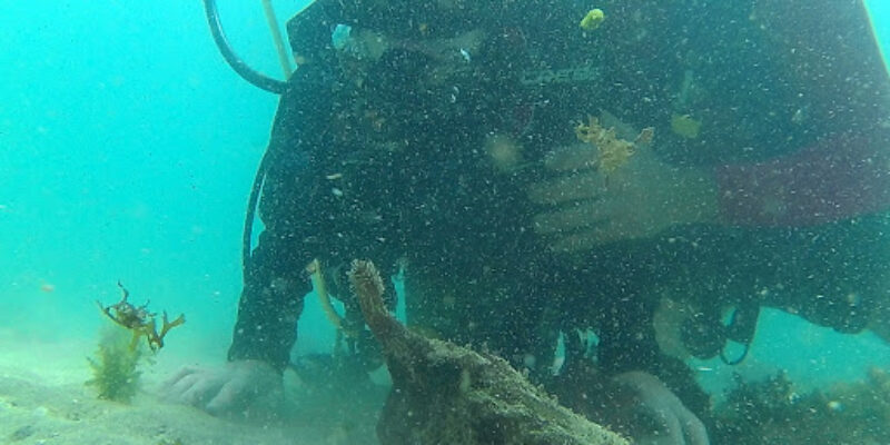 Caju Divers