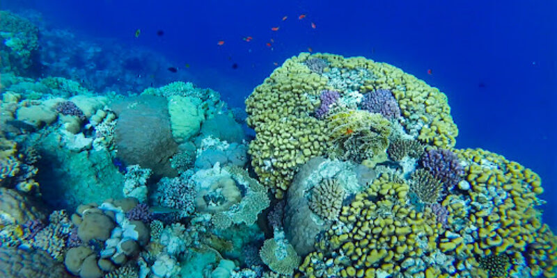Extra Divers – Quseir