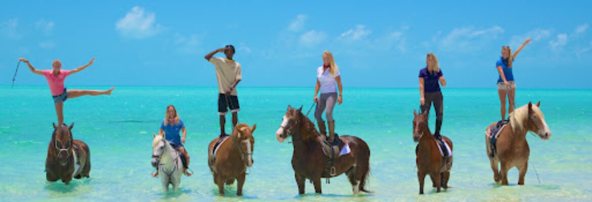 Provo Ponies
