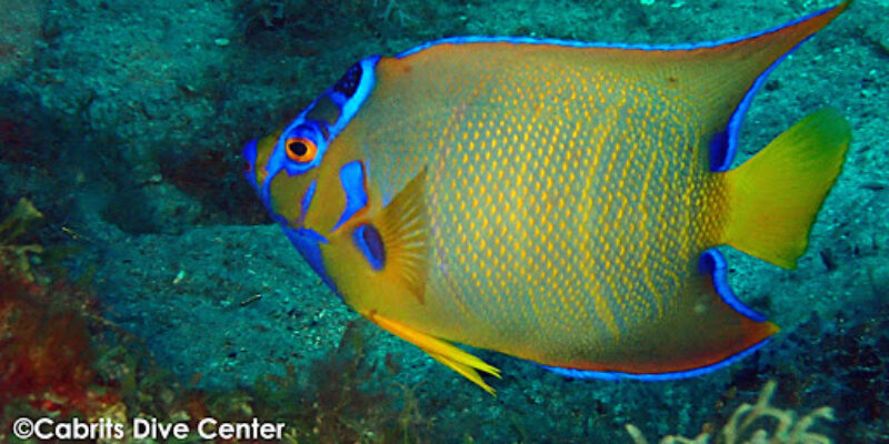 Cabrits Dive Centre