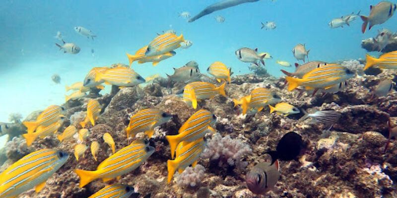 Ocean Divers Co. Ltd