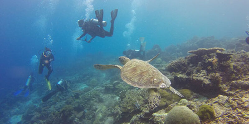 Saphira Dive