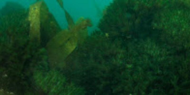 Buceo Ciesub S.L.
