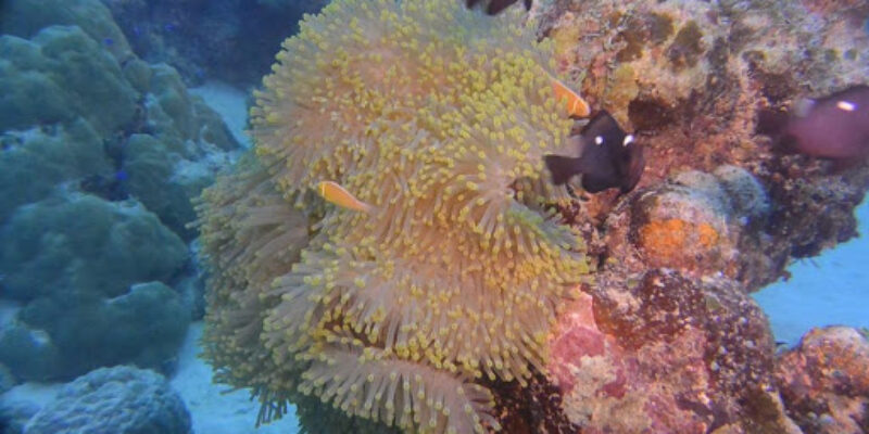 Laidenki Diving & Tours