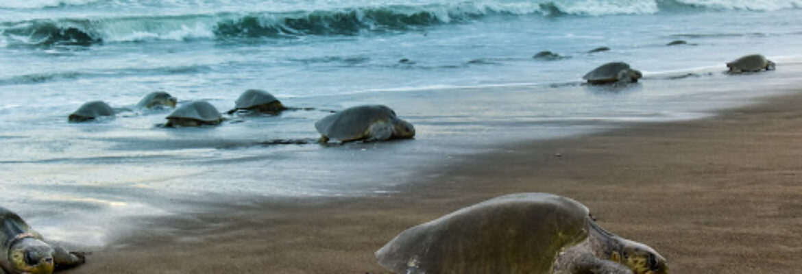 Ostional Nacional Wildlife Refuge