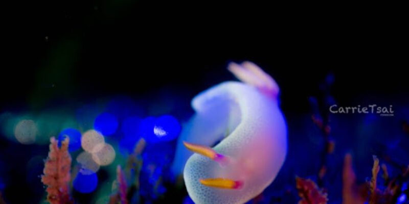 Perfect Diving Resort
