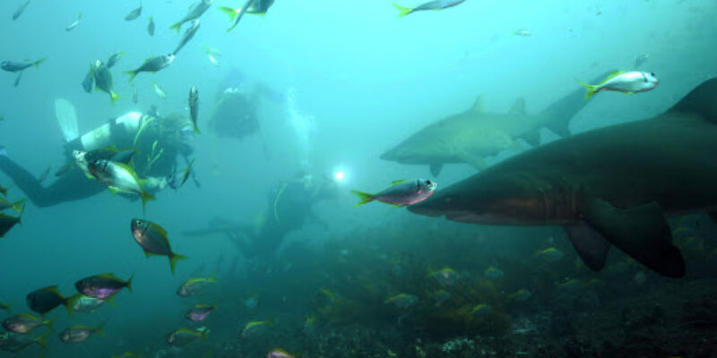 Grey Nurse Charters
