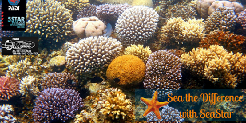 Seastar Watersports