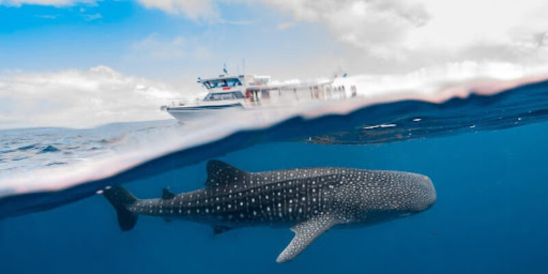 Ningaloo Whaleshark Swim