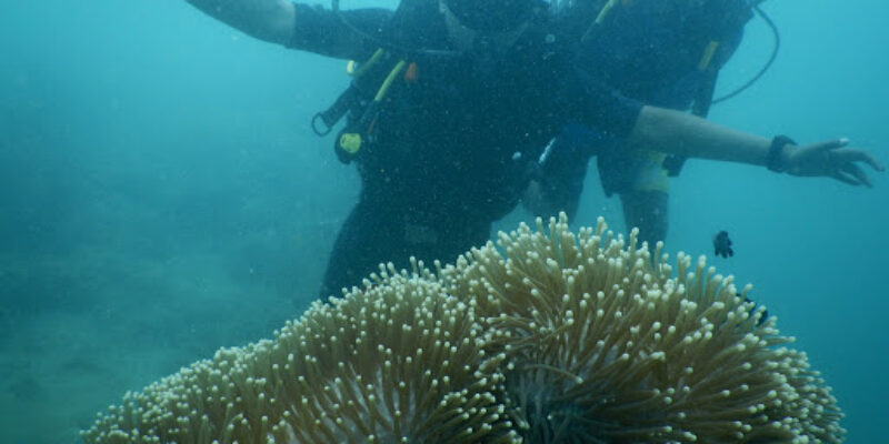 Andaman Bubbles