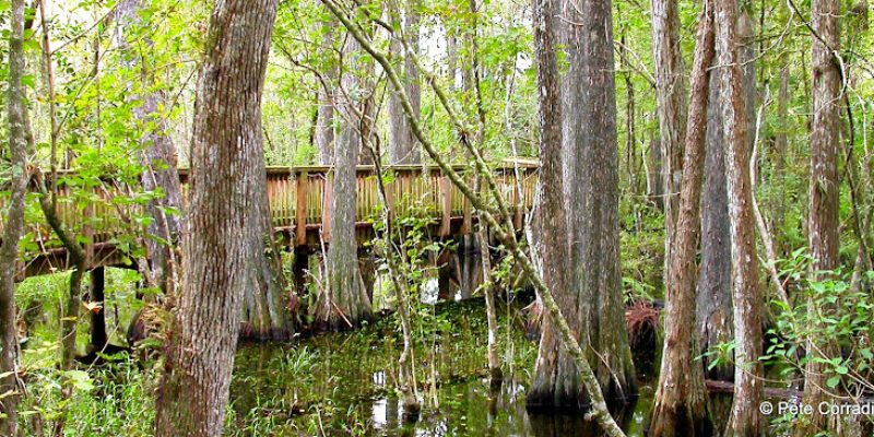 Everglades Day Safari – Fort Lauderdale