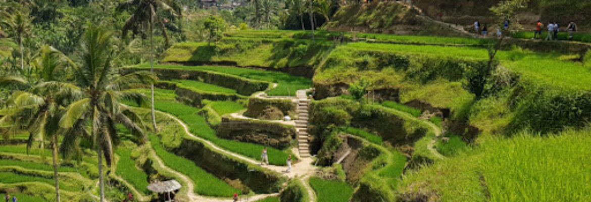 Tegallalang Rice Terrace