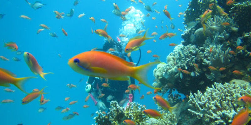 RedSea-Divers