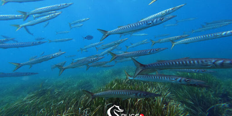 Centro de Buceo Mojacar