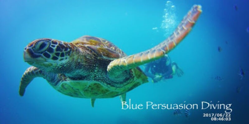 Blue Persuasion