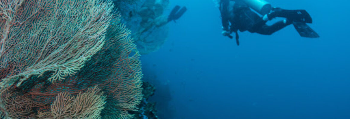 Dive Concepts Pemuteran