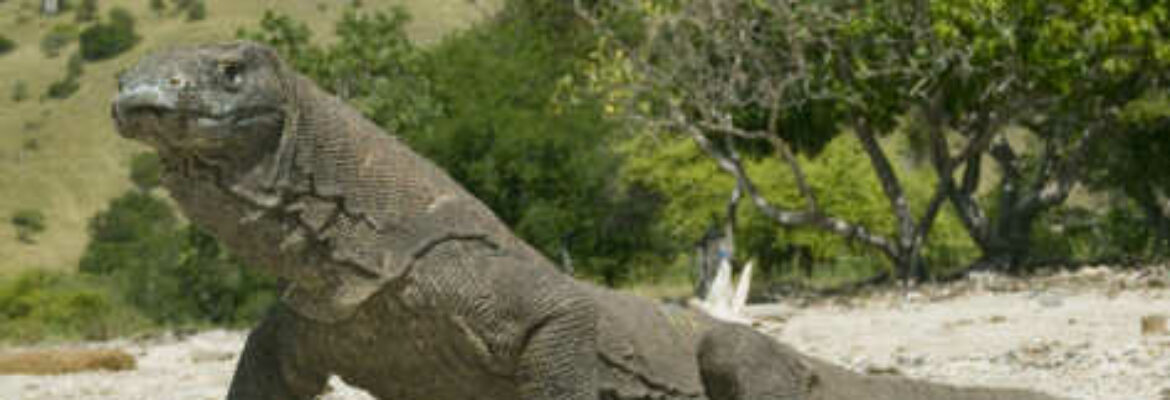 Gong Komodo Tour