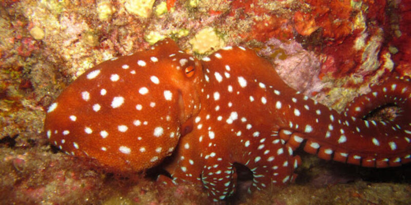 Dream Dive