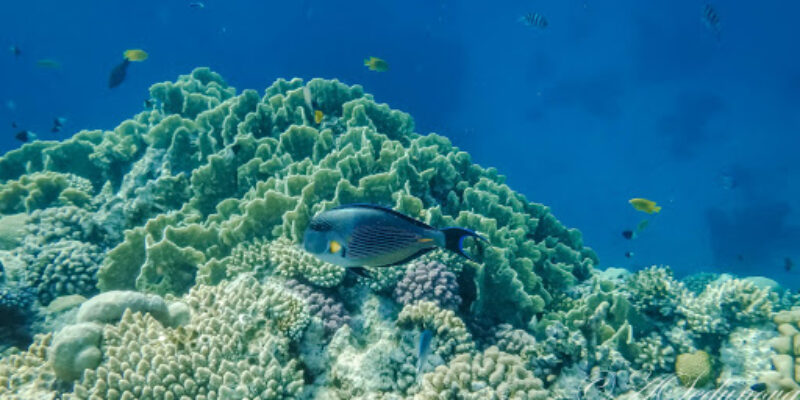 Orca Dive Club Hamata