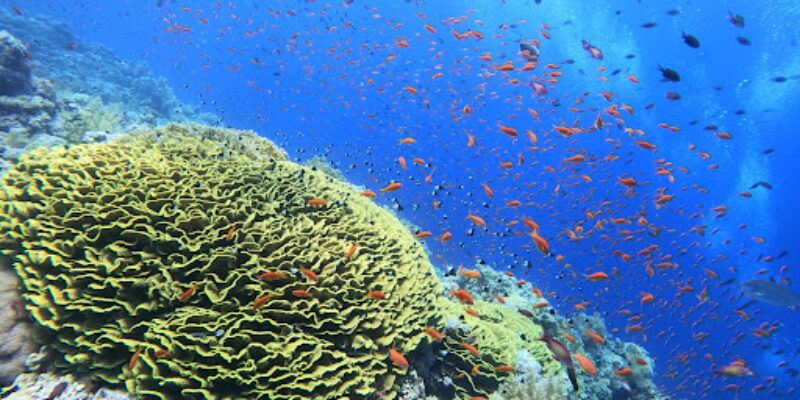 Sinai Dive Club