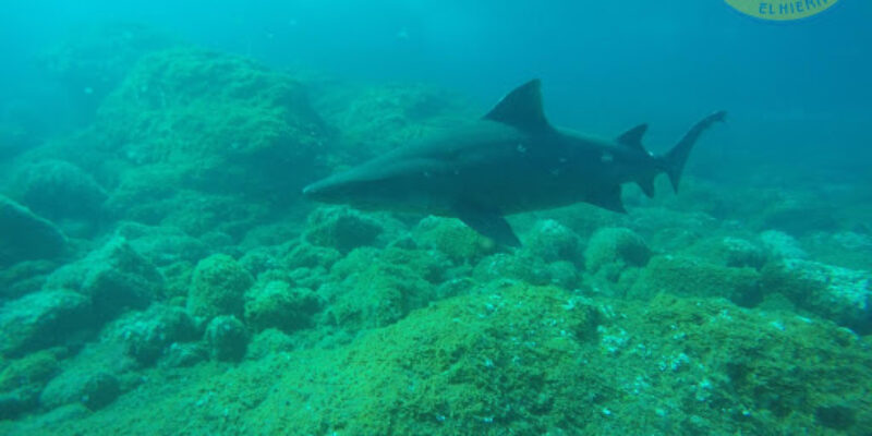 Arrecifal, Centro Buceo Deportivo S.L.U.