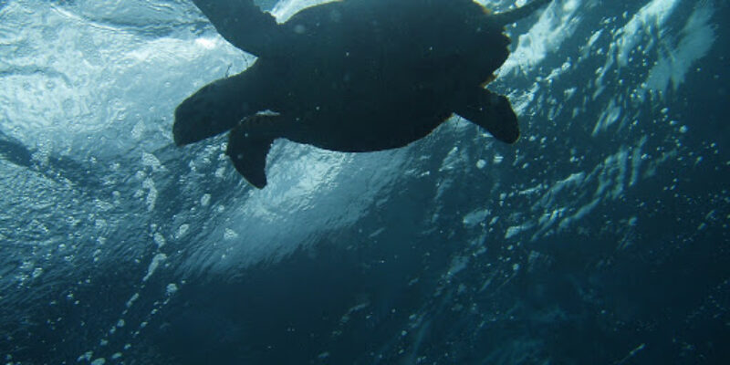 Pro Divers, Inc.