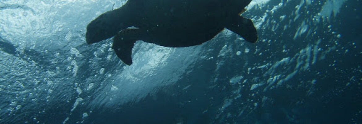 Pro Divers St Kitts