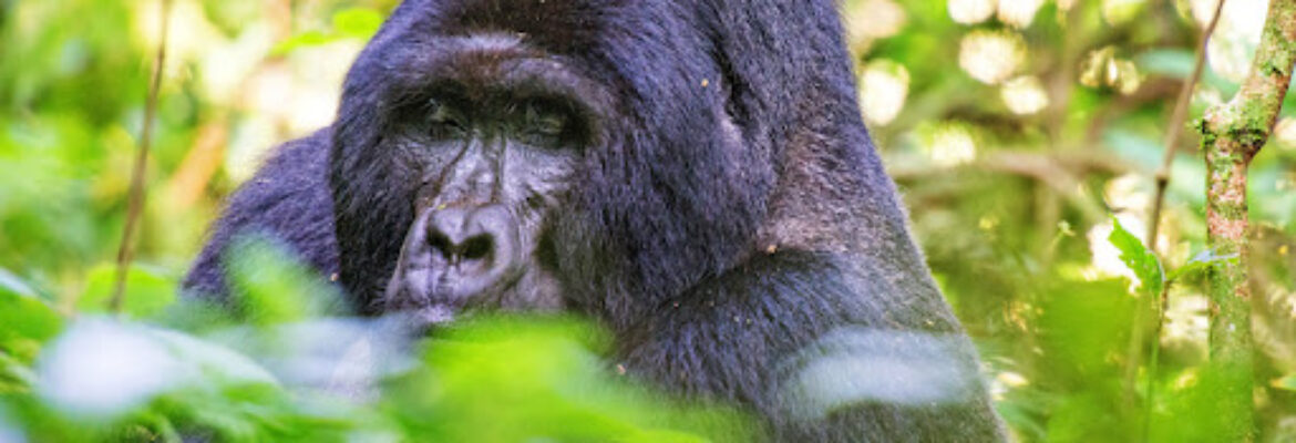 Chigo Tours Africa