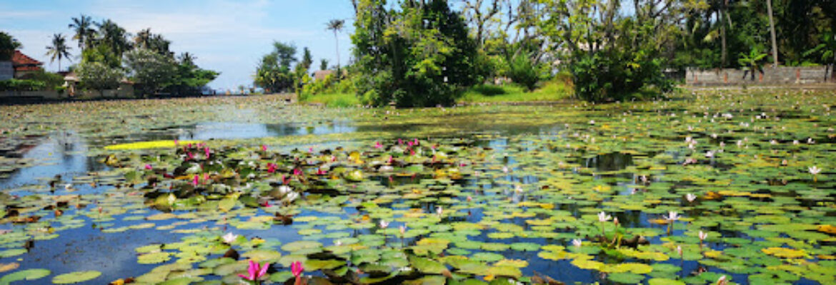 Lotus Lagoon