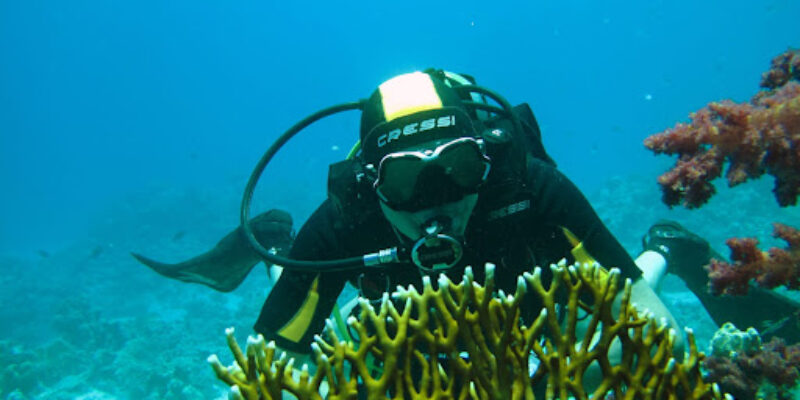 Dive Up