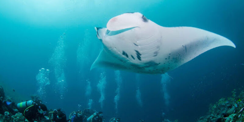 iDive Athuruga