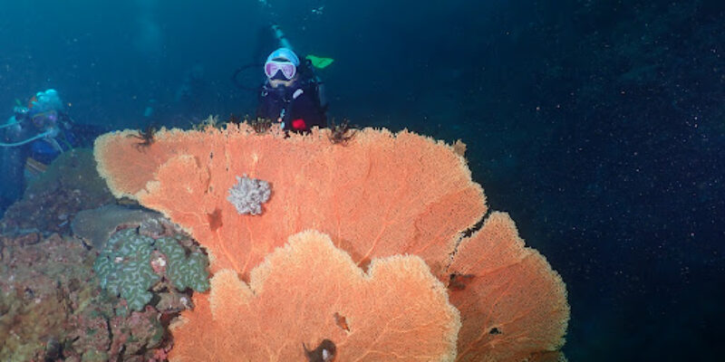 ODD DIVE THAILAND
