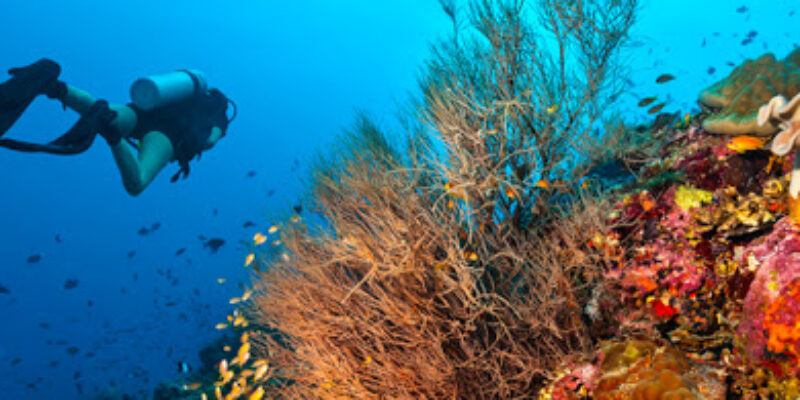 Sharky’s Scuba