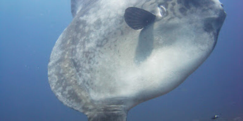 Big Fish Diving