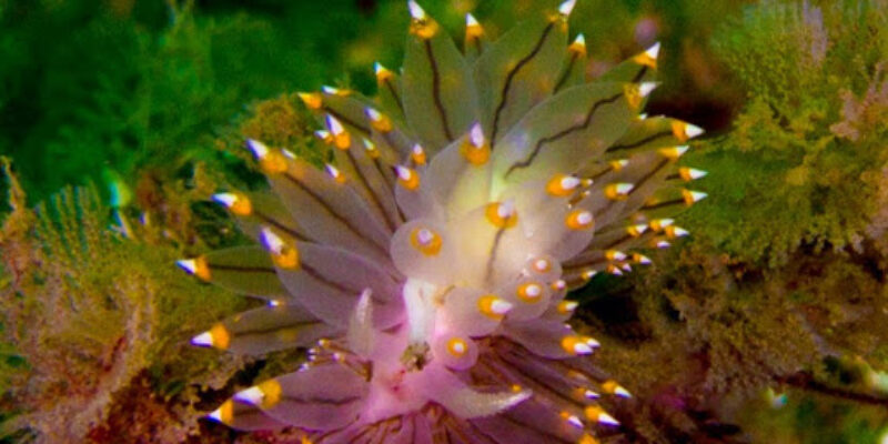 Thunder Reef Divers, Inc.